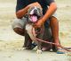 American Bully Puppies for sale in Hoshiarpur, Punjab, India. price: 5000 INR