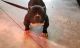 American Bully Puppies for sale in St. Louis, MO, USA. price: $3,500