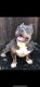 American Bully Puppies for sale in Concord, CA, USA. price: $3,500