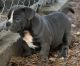 American Bully Puppies for sale in Lacombe, LA 70445, USA. price: NA
