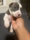 American Bully Puppies for sale in Baltimore, MD, USA. price: $1,800