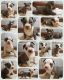 American Bully Puppies for sale in Statesville, NC, USA. price: NA