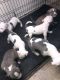 American Bully Puppies for sale in Mastic, NY 11950, USA. price: NA