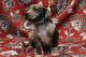 American Bully Puppies for sale in Castle Rock, CO, USA. price: NA
