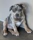 American Bully Puppies for sale in Butte, MT, USA. price: NA