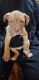 American Bully Puppies for sale in Jersey City, NJ, USA. price: NA