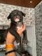 American Bully Puppies for sale in Hadapsar, Pune, Maharashtra, India. price: NA