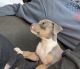 American Bully Puppies for sale in Indianapolis, IN 46227, USA. price: $800