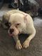 American Bully Puppies for sale in Oklahoma City, OK, USA. price: $650