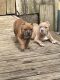 American Bully Puppies for sale in Peachtree City, GA 30269, USA. price: $2,500