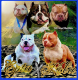 American Bully Puppies for sale in San Antonio, TX 78242, USA. price: NA