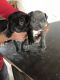American Bully Puppies for sale in Firozpur, Punjab, India. price: 20 INR