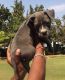American Bully Puppies for sale in Mumbai, Maharashtra, India. price: 20000 INR