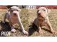 American Bully Puppies for sale in San Saba, TX 76877, USA. price: NA