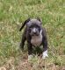 American Bully Puppies for sale in Naples, FL, USA. price: NA