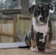 American Bully Puppies for sale in Seattle, WA, USA. price: $3,500
