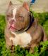 American Bully Puppies for sale in Modesto, CA, USA. price: NA