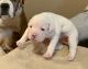 American Bully Puppies for sale in Herrin, IL 62948, USA. price: NA