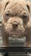 American Bully Puppies for sale in Mesquite, TX 75181, USA. price: NA