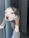 American Bully Puppies for sale in San Jose, CA 95111, USA. price: $1,200