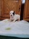 American Bully Puppies for sale in Westminster, CO, USA. price: NA
