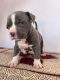 American Bully Puppies for sale in DLF Phase 3, Sector 24, Gurugram, Haryana, India. price: 15000 INR