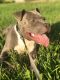 American Bully Puppies for sale in 10775 Kempwood Dr, Houston, TX 77043, USA. price: $500