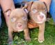American Bully Puppies for sale in Honolulu, HI 96813, USA. price: NA