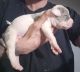 American Bully Puppies for sale in POTAWATAMI PK, IN 46360, USA. price: NA