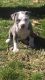 American Bully Puppies for sale in Cave City, AR 72521, USA. price: $1,000