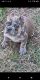 American Bully Puppies for sale in Spring Hill, FL, USA. price: $2,500