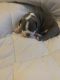 American Bully Puppies for sale in West Monroe, LA, USA. price: NA