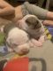 American Bully Puppies for sale in Clarksville, TN, USA. price: $1,000