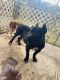 American Bully Puppies for sale in Perry, FL, USA. price: NA