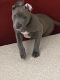 American Bully Puppies for sale in Portland, OR 97220, USA. price: $500