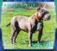 American Bully Puppies for sale in Cloquet, MN 55720, USA. price: $1,800