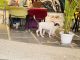 American Bully Puppies for sale in Noida, Uttar Pradesh, India. price: 10000 INR