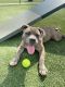 American Bully Puppies for sale in Cumming, GA, USA. price: NA