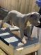 American Bully Puppies for sale in Harvest, AL 35749, USA. price: NA
