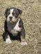American Bully Puppies for sale in San Antonio, TX, USA. price: $1,900
