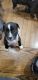 American Bully Puppies for sale in Matteson, IL, USA. price: NA