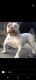 American Bully Puppies for sale in Bryan, TX, USA. price: NA
