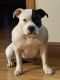 American Bully Puppies for sale in McClure, OH 43534, USA. price: $2,000