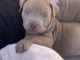 American Bully Puppies for sale in Salt Lake City, UT 84120, USA. price: $1,000