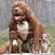 American Bully Puppies for sale in Calexico, CA, USA. price: NA