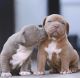 American Bully Puppies for sale in Calexico, CA, USA. price: $499