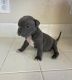 American Bully Puppies for sale in Long Beach, CA, USA. price: $499