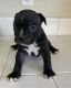 American Bully Puppies for sale in Newport Beach, CA, USA. price: $499