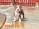 American Bully Puppies for sale in Maywood, IL 60153, USA. price: NA
