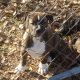 American Bully Puppies for sale in Pink Hill, NC 28572, USA. price: $500